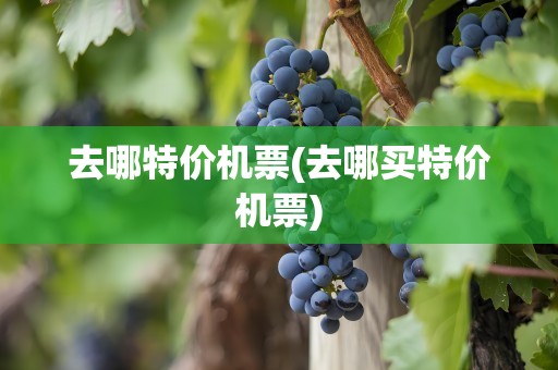 去哪特价机票(去哪买特价机票)